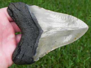45a MEGALODON shark tooth teeth fossil 100% GENUINE   