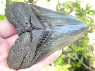 Megalodon Shark Tooth Teeth Fossil WHALE FILLETER   