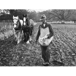  Ploughing in the Seed after Hand Sowing on a Farm in 